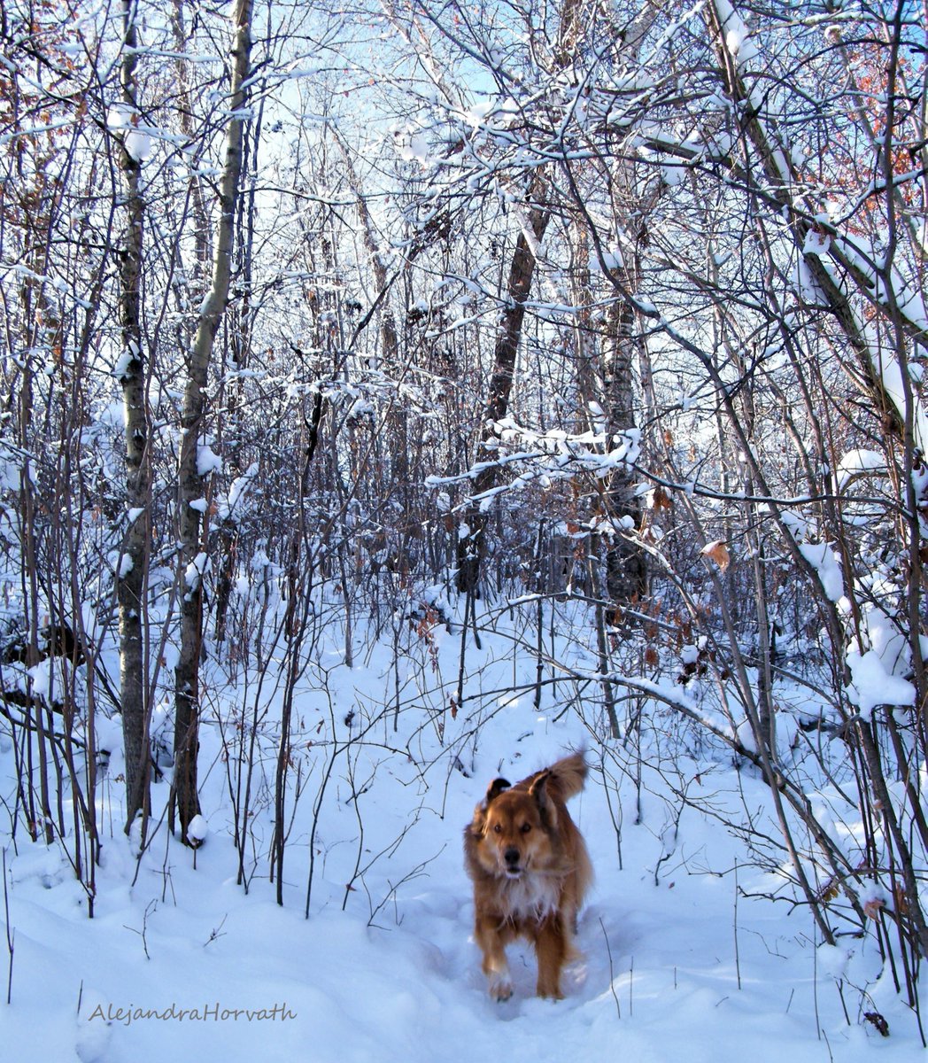 MajaPuppy's tweet photo. Today... ❤️❄️⛄️❤️ https://t.co/p3xlGPA9Tw