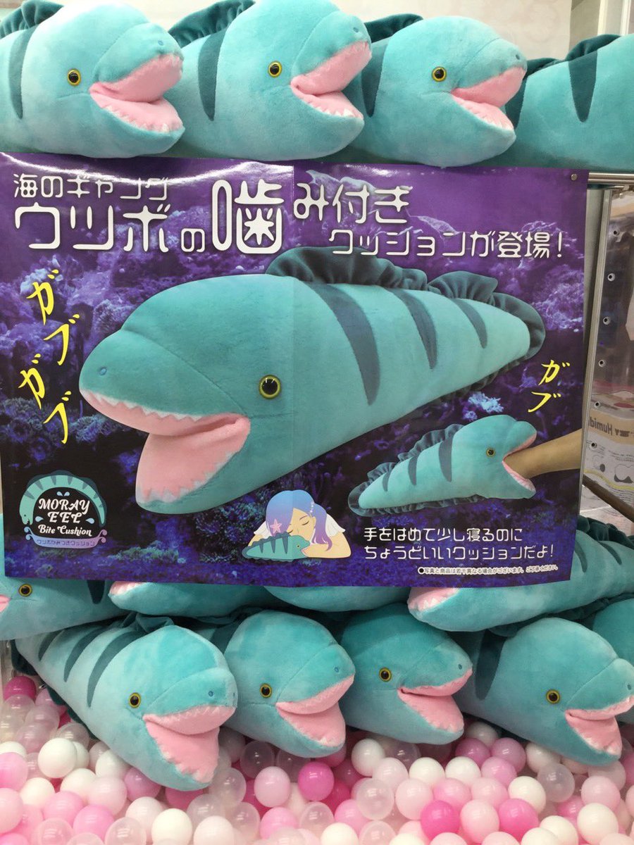 セガ倉敷 あの ウツボ 入荷しましたー これは2匹揃えて飾りたくなりますね あのウツボに噛まれても良し 祭壇に飾るも良きです 海のギャングウツボの噛みつきクッションが登場です セガ倉敷 セガのお店