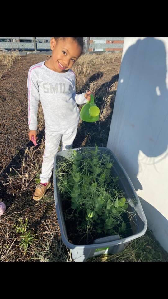 ggfay's tweet photo. NTI can be a challenge for students and parents. However, teachers are tasked w/ coming up w/ creative ways to engage students. Engaging K students can be a challenge in person. @Engelhard_Elem our garden is used to engage our students @dontwakeava is very creative. Look peas!! https://t.co/tqfMKvSyQW