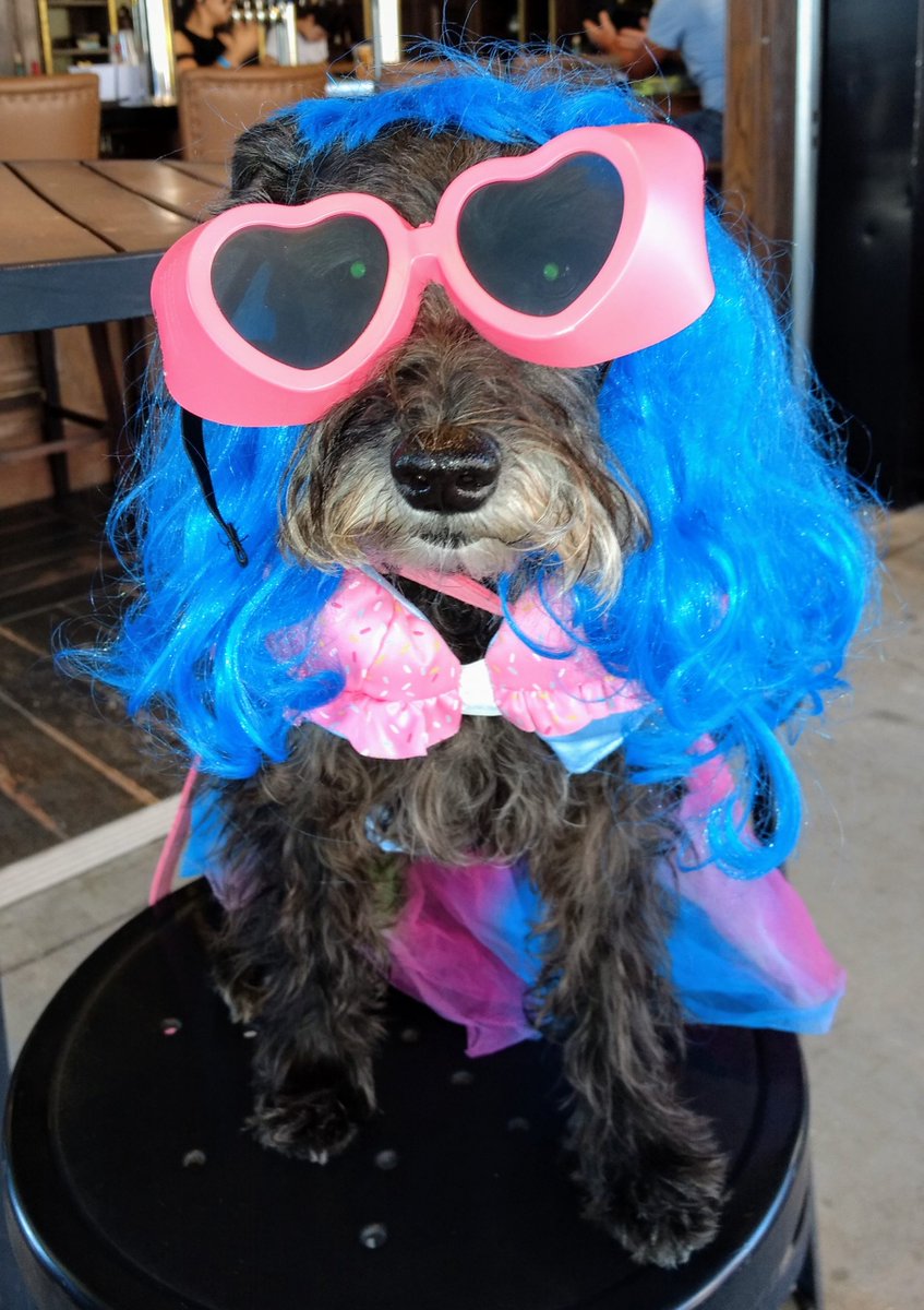 CarrollHumane's tweet photo. Have you entered your pet in the CCHS online Fun Dog Show yet?  Deadline is Sunday, Nov. 15th.  Enter on our website: https://t.co/ObCO34xSZ7.  Name your own entry fee.  Categories: Best Costume, Kisser, Rescue, Senior, and Most Unique. These two have entered-- now it's your turn https://t.co/AyulEAxpWx