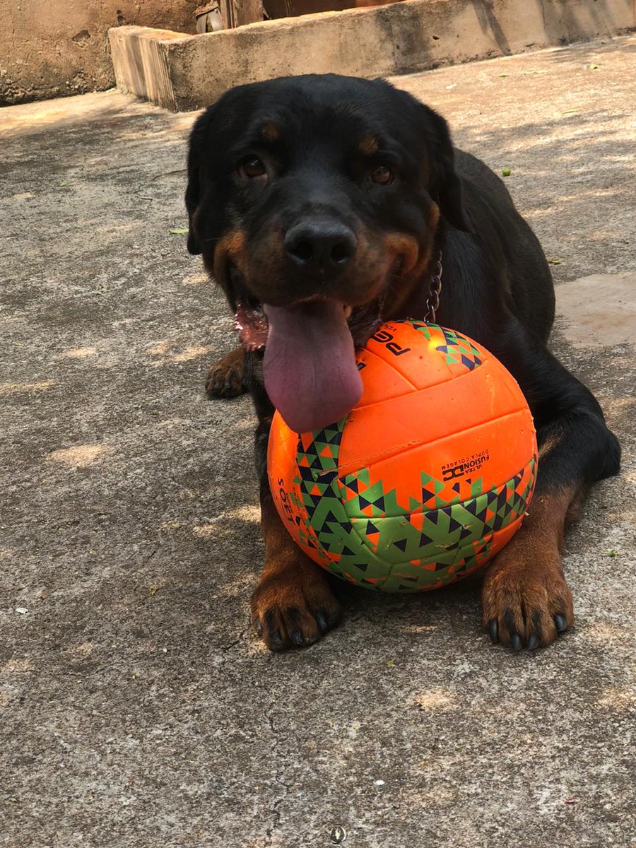 oferps's tweet photo. Poste uma foto do seu pet e ao lado como ele se chama https://t.co/jsA8JFsWJX