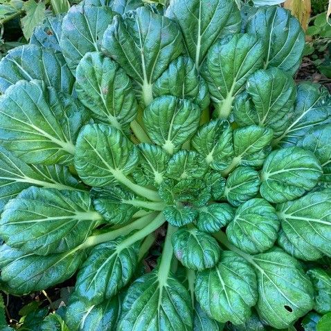Pegplant's tweet photo. Tatsoi is a cool weather green that you grow and eat like spinach. Serve raw in salads, sautee, steam, or add to chicken or stews. https://t.co/AP6s1d8Eex #gardening #garden #plants #growyourown #tatsoi #asiangreen #mustard #greens #homegrown #victorygarden #DMV https://t.co/DrkV1G3MdZ