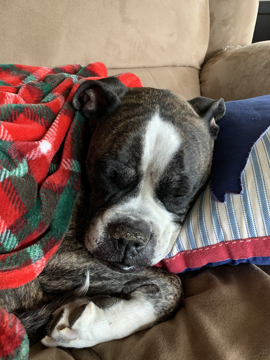 NSteblenko's tweet photo. Had to say goodbye to my boy Bauer today, so needless to say Iโm looking forward to some #positivity on #311StreamSystem tonight #Welcome #DoYouRight https://t.co/WV4DO2mMZH