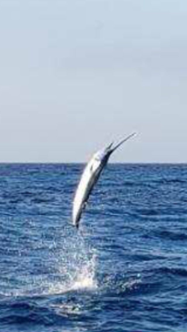 On February 26 2020- caught a 7 ft sailfish 20 miles off of Key West Wishing Covid goes away so I can catch another!