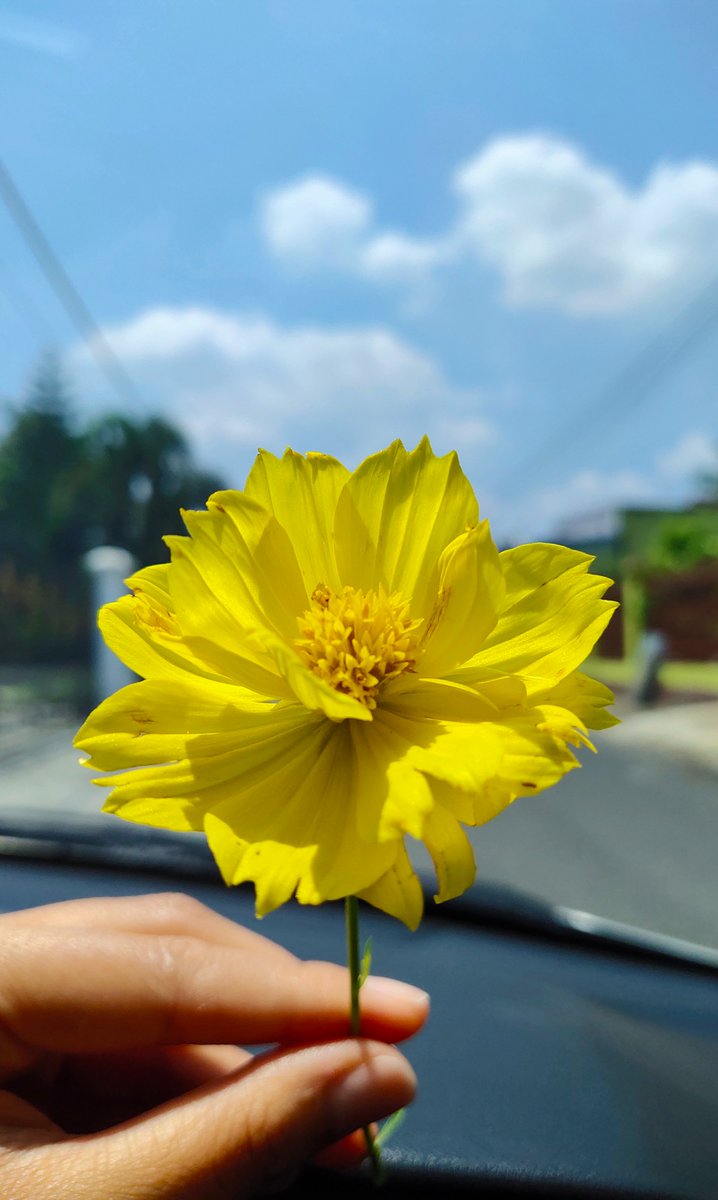 Bunga di tepi jalan💛