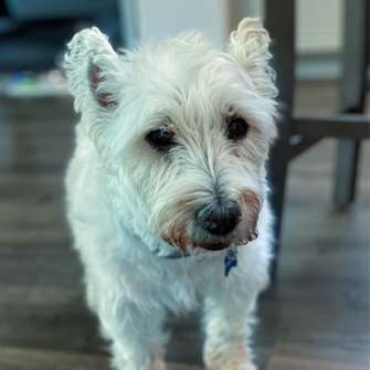 DoodCrew's tweet photo. It happened friends, women everywhere just broke through the glass ceiling!  ~Baxter 
#doodcrew #barkthevote #dogsforbiden #dog #dogs #pets #petstagram #westie #bestdog #dogsoftwitter #pawsup #democracywins #glassceilingshattered #GlassCeiling https://t.co/Z0dDgXxLzp