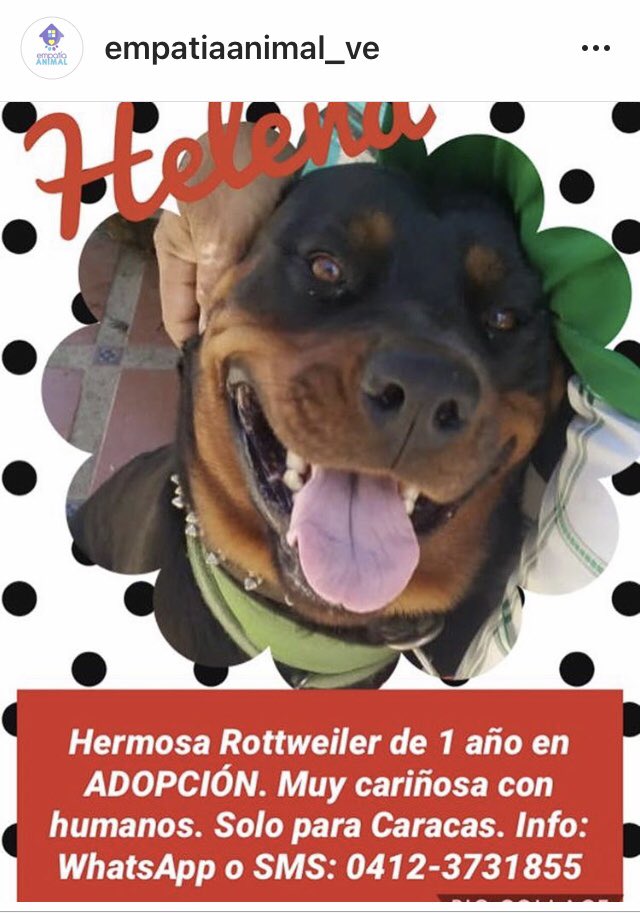 PerroUsuario's tweet photo. En busca de hogar RT @EmpatiaV: Helena 🐕, Valentin 🐶 y Merlin 🐈 están en búsqueda de un hogar que los quiera ♥️🐾🏡
 https://t.co/m4wwbzMYTW