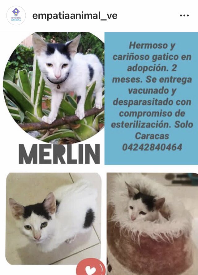 PerroUsuario's tweet photo. En busca de hogar RT @EmpatiaV: Helena 🐕, Valentin 🐶 y Merlin 🐈 están en búsqueda de un hogar que los quiera ♥️🐾🏡
 https://t.co/m4wwbzMYTW