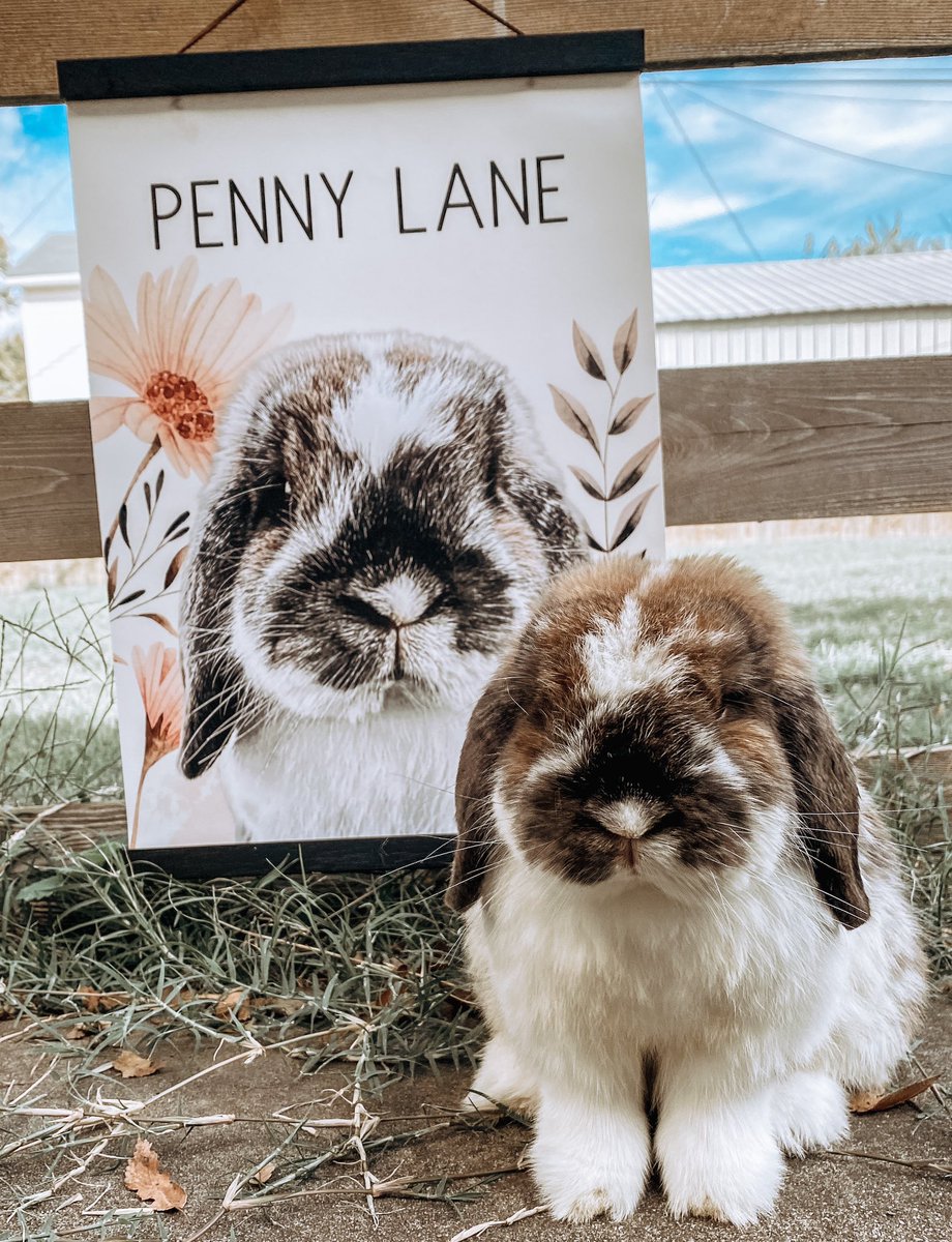 fandtbunnies's tweet photo. The holidays are quickly approaching! 🎄 Your friends and family (or you) would love some artwork of their pet! @popyourpup can put your fur baby on hanging wall art, socks, shirts, phone cases, and a ton more! Use our code FLOWTHUMPOP15 for 15% off of your order! https://t.co/Wl5uJYkQOE