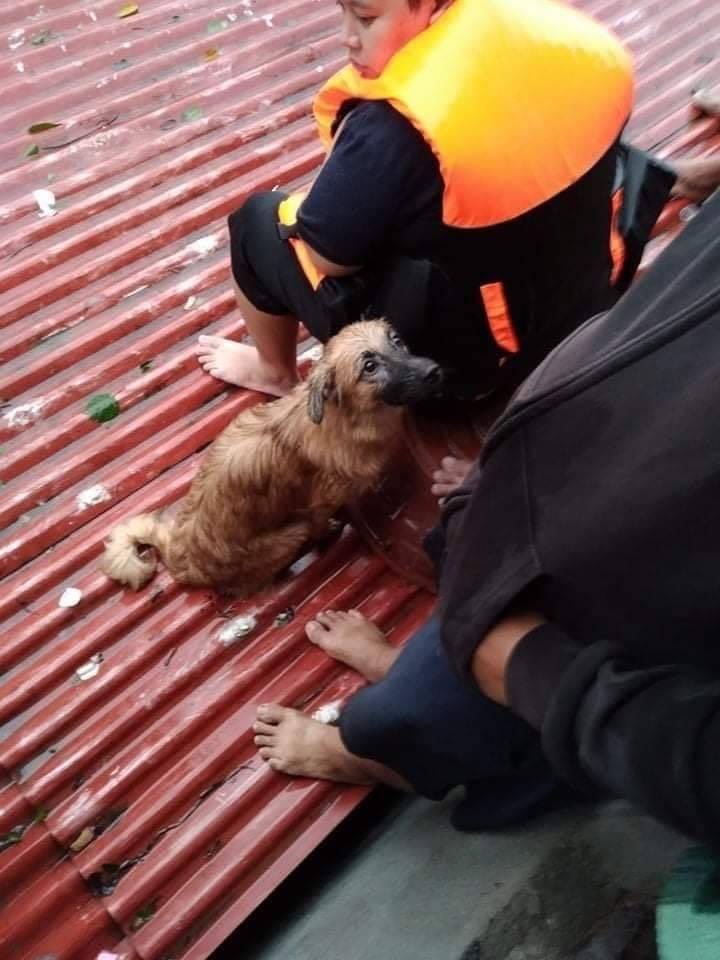 kvmlla's tweet photo. After the strongest typhoon of the year, Philippines is yet again hit by another typhoon "Ulysses" and it is stronger than typhoon "Rolly".Please do pray for us and for Philippines. 😭🇵🇭 

#RescuePH
#PrayForPhilippines 
#UlyssesPh https://t.co/BO9hEuzMM8