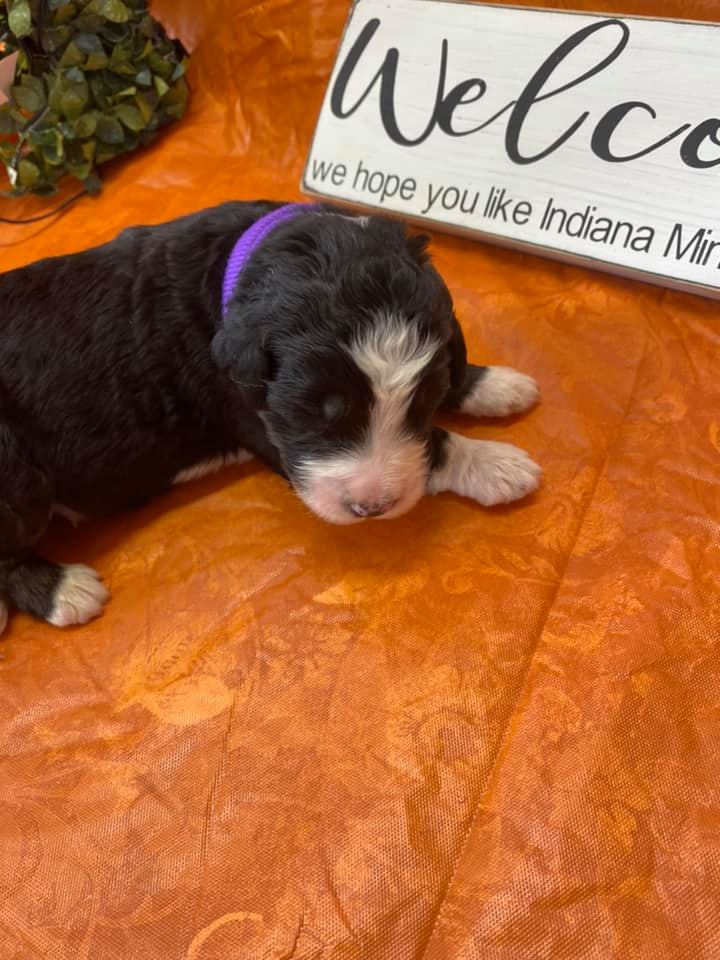 SOME OF MOANA'S PUPPIES 9 DAYS OLD