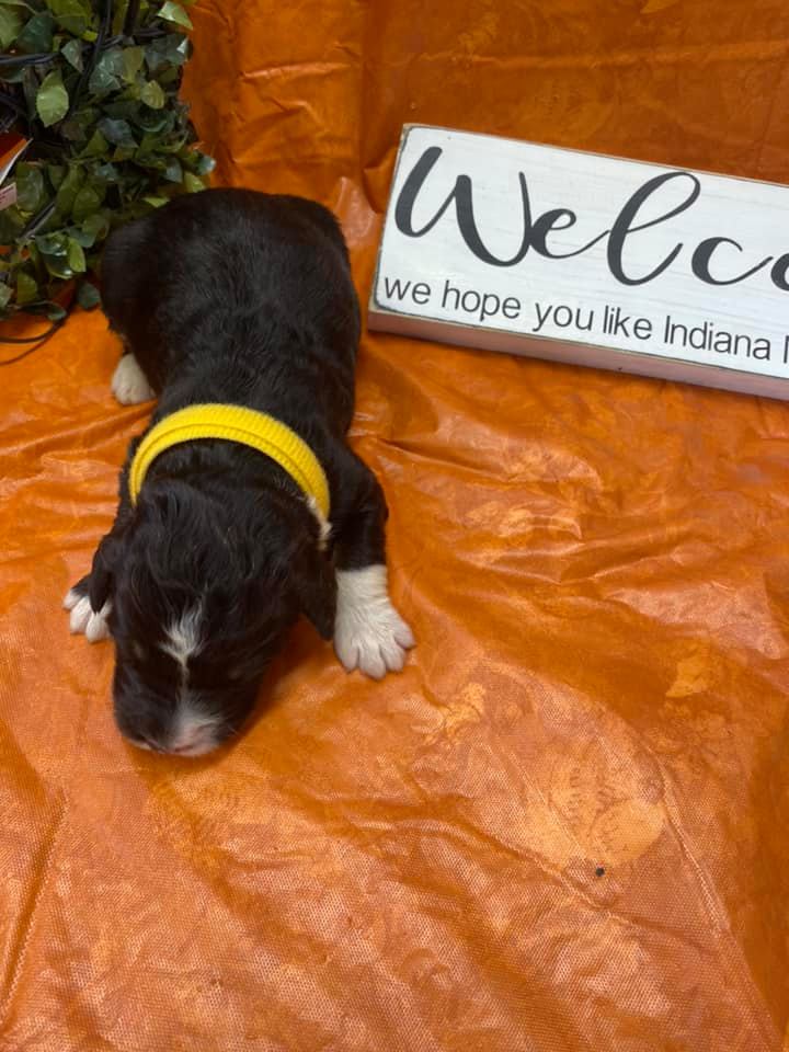 MOAN'S PUPPIES 9 DAYS OLD 6 FEMALES 2 MALES #indianabernedoodles #indianabernedoodles #bernedoodleminis #doodlesofintagram bernedoodleminis.com