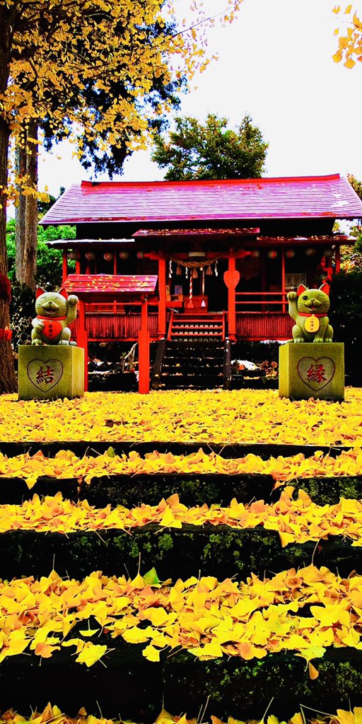 鹿角八坂神社 銀杏が綺麗です 鹿角八坂神社 紅葉 御朱印