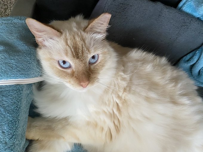 Grumpy kitty says hi https://t.co/tUiMJCjhl5<a href="/tag/mvsales"class="tags"><span>#mvsales</span></a>