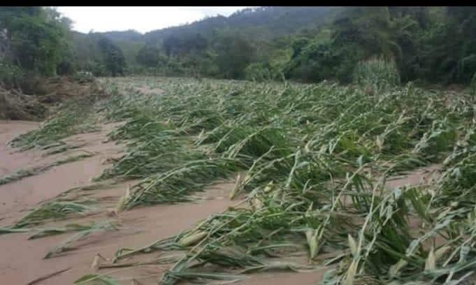 9/Rain &amp; winds destroyed crops across Honduras. Many subsistence farmers have already been struggling to survive due to the effects of climate change. This photo was shared with me from El Paraiso, far from the epicenter of damage.