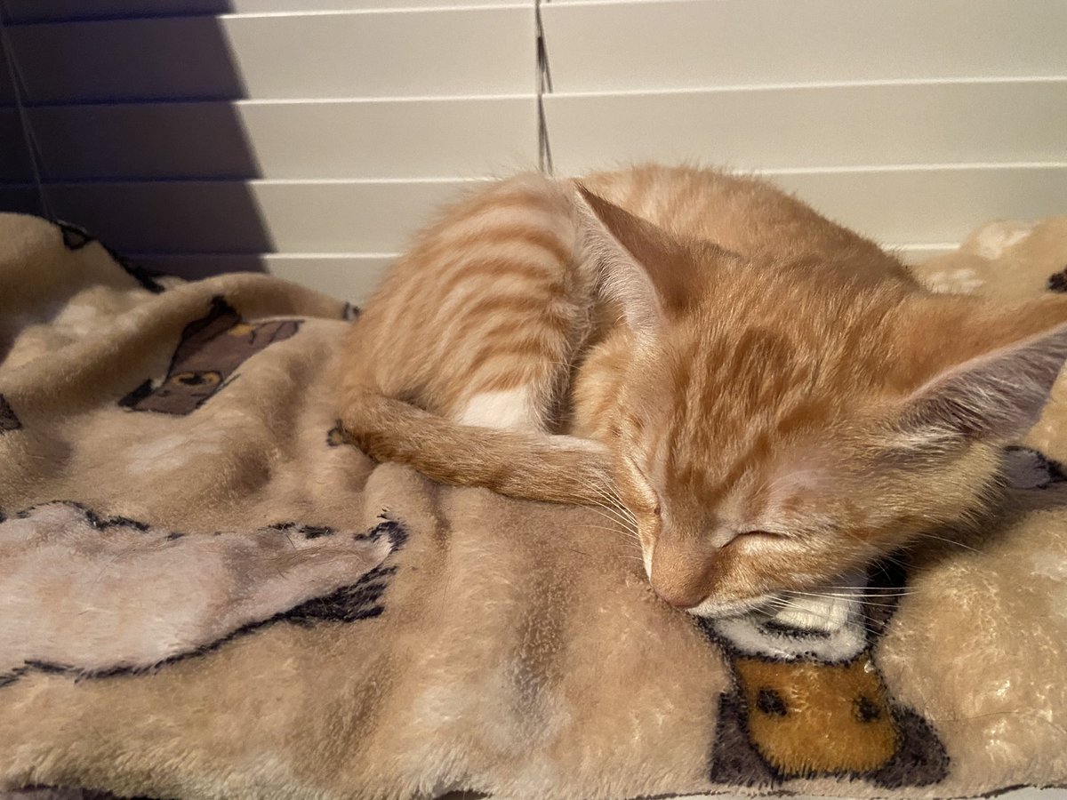 _Chaserr's tweet photo. Long day for the little guy https://t.co/wom5wJS48L