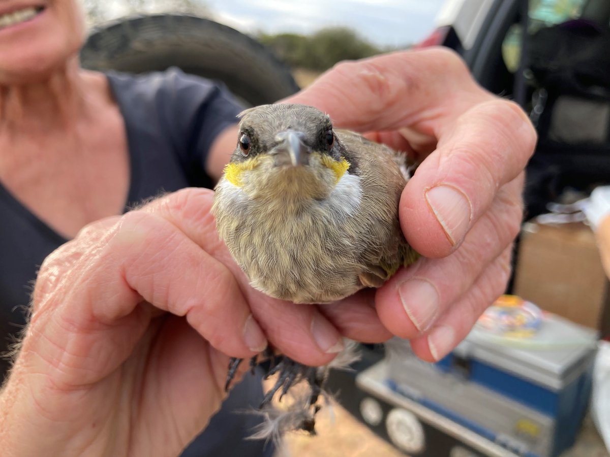 CRTAFE_BCMI's tweet photo. Catch, record and release! 

Conservation &amp; Land Management students getting hands-on experience learning how to trap and handle animals safely while monitoring biodiversity at Charles Darwin Reserve. 

Thanks @BushHeritageAus and all involved in bringing this training together! https://t.co/sl1HtHiqTe