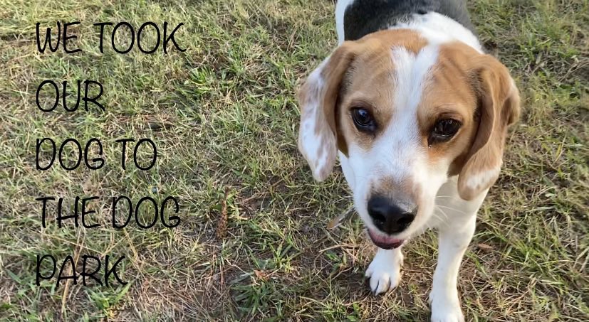 JerobertM's tweet photo. MY FIANCE AND I TOOK OUR DOG TO THE DOG PARK https://t.co/sPEo9F5xh0 via @YouTube
Like comment and subscribe 😂😁 https://t.co/OImCF9XsIb