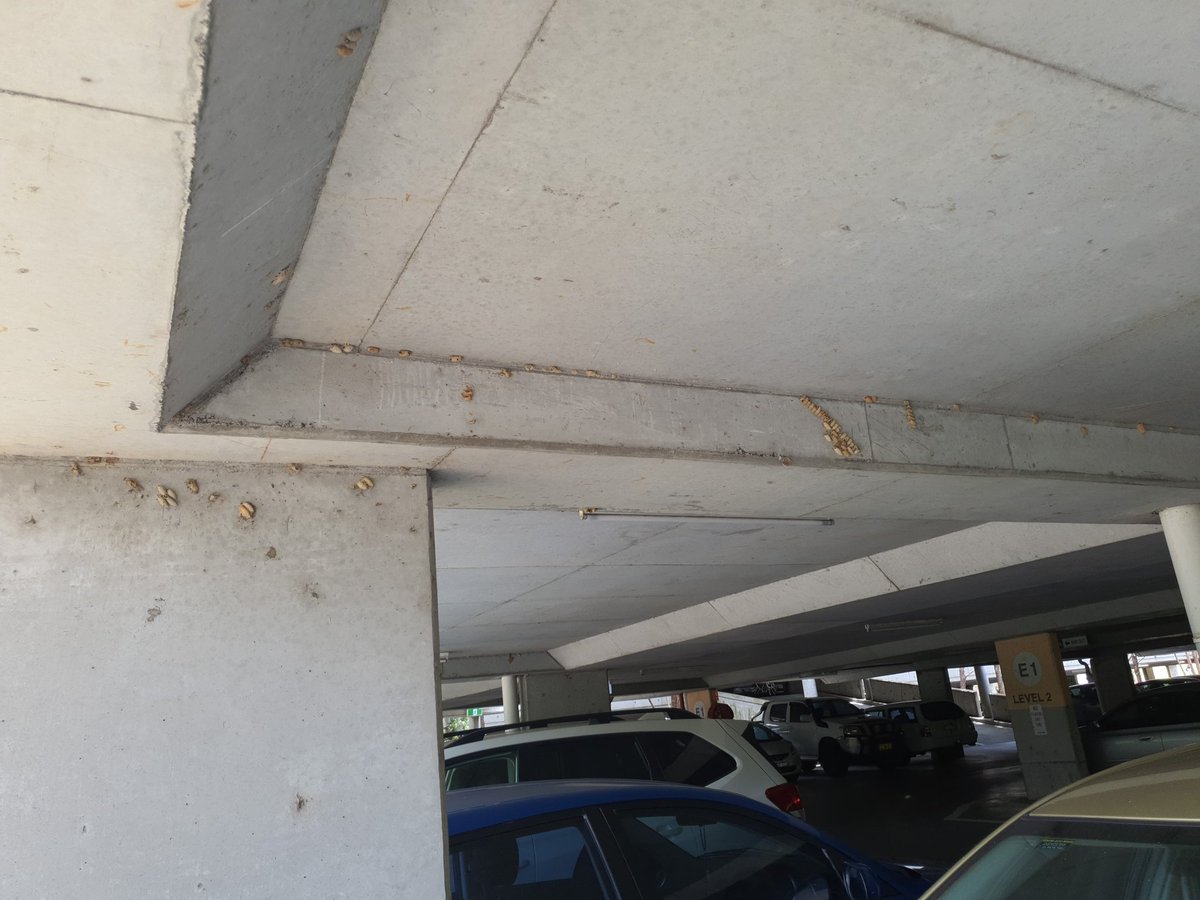AloraC99's tweet photo. Haven't had a chance to visit this carpark at uni but wow its chock-a-block full! #ugr #mqmuri https://t.co/b6Rw9V6oG4
