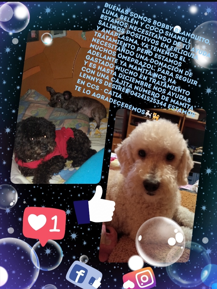 yaracalcagno's tweet image. Necesitan Omeprazol, quien pueda ayudar a estos peluditos, ya tienen el resto del tratamiento de ERLIQUIA.