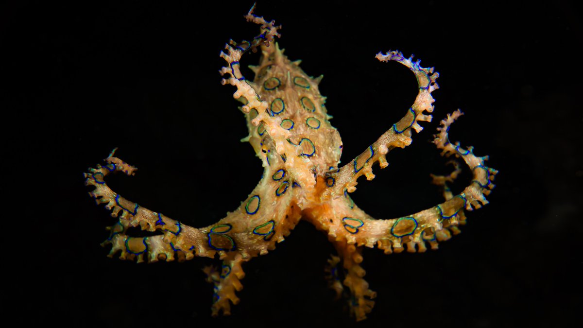 Scientists have laid bare some of the poisonous secrets of the spectacular blue-ringed octopus. bit.ly/32BMklS