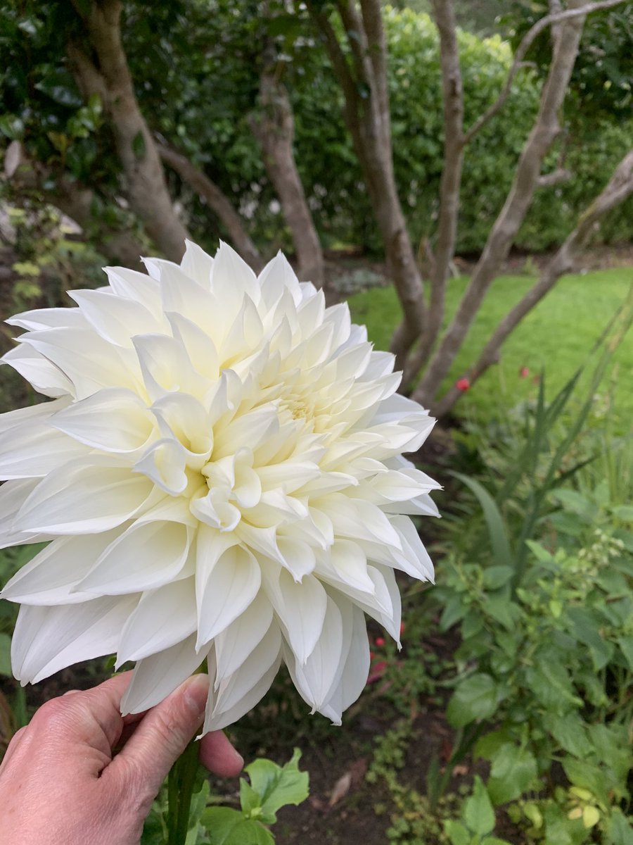 caratench's tweet photo. My latest (last?) dahlia❤️ #flowers #Dahlialove #beautifulbc #sunshinecoast https://t.co/dADWpthV6v