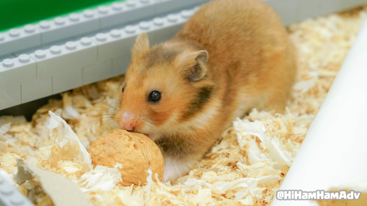 HiHamHamAdv's tweet photo. 🐹 Eddoとクルミ 

#小動物 #hamster #ハムスター好きと繋がりたい #ハムスターのいる暮らし #ハムスターのいる生活 #lego #walnut #hamsterfood https://t.co/isYIElI3ER