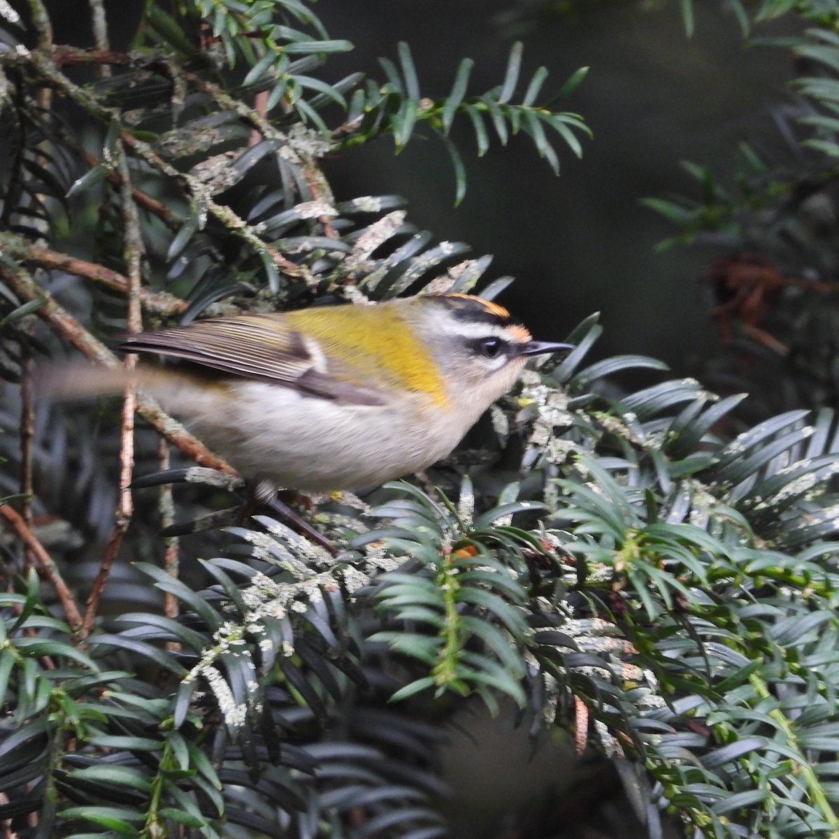 burchell_denise's tweet photo. Playing around in the Yew tree at Marbury yesterday.#marburypatch https://t.co/Tsh37pKkwh