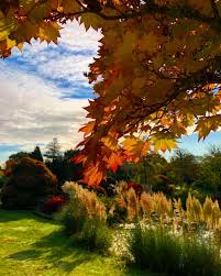 We may still be in lockdown, but Kew Gardens is still open and there couldn't be a better time to explore the wonderful autumnal colours there. Timeslots are available online to ensure you are safe and socially distanced in these magnificent grounds bit.ly/38C27VU