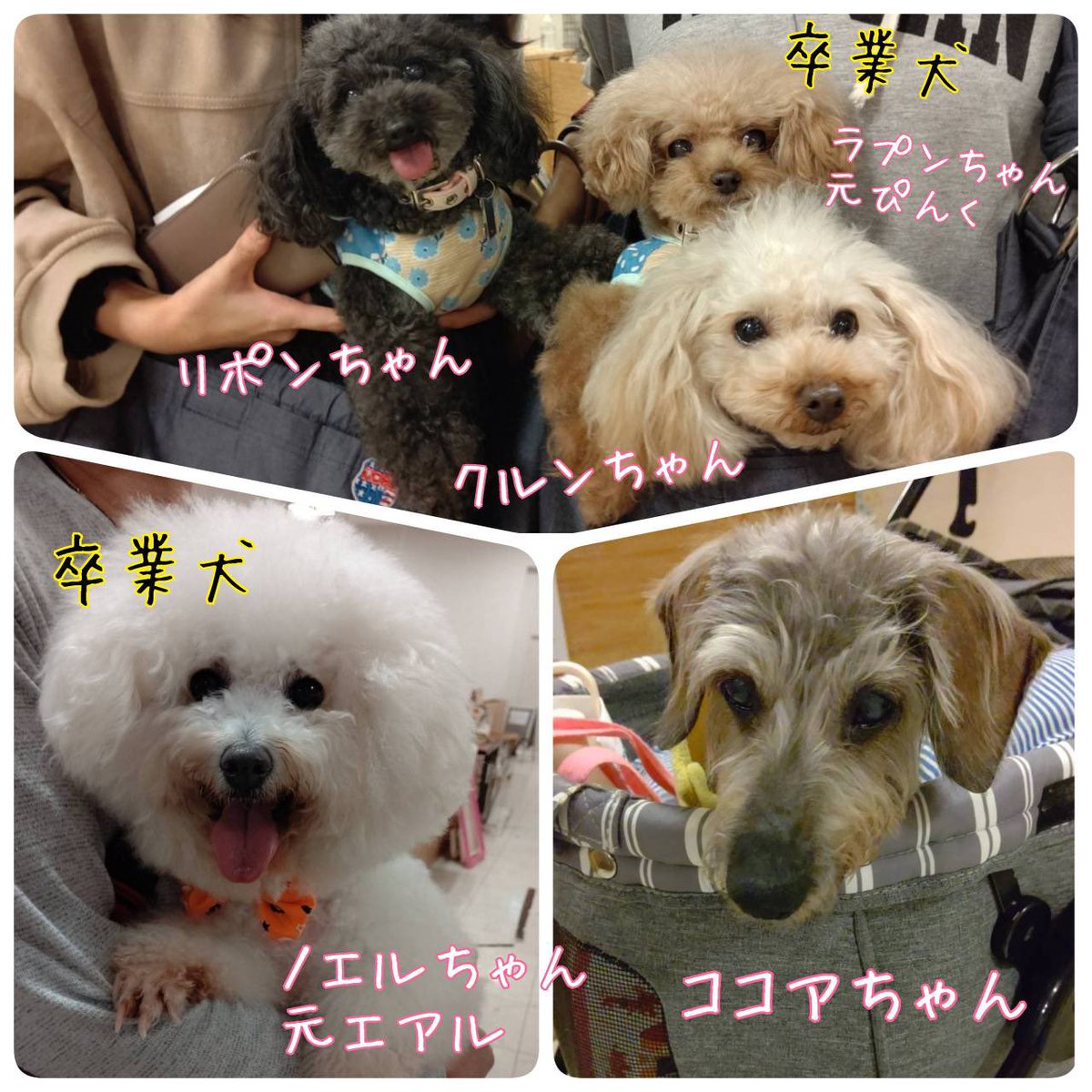 Hogoken Cafe 印西店 ご来店わんこ様のご紹介 今月もたくさんのわんこ様がご来店くださっています 店内は常に換気をしておりますので あたたかい服装でご来店くださいませ ラブファイブ 保護犬カフェ印西 千葉 ドッグカフェ