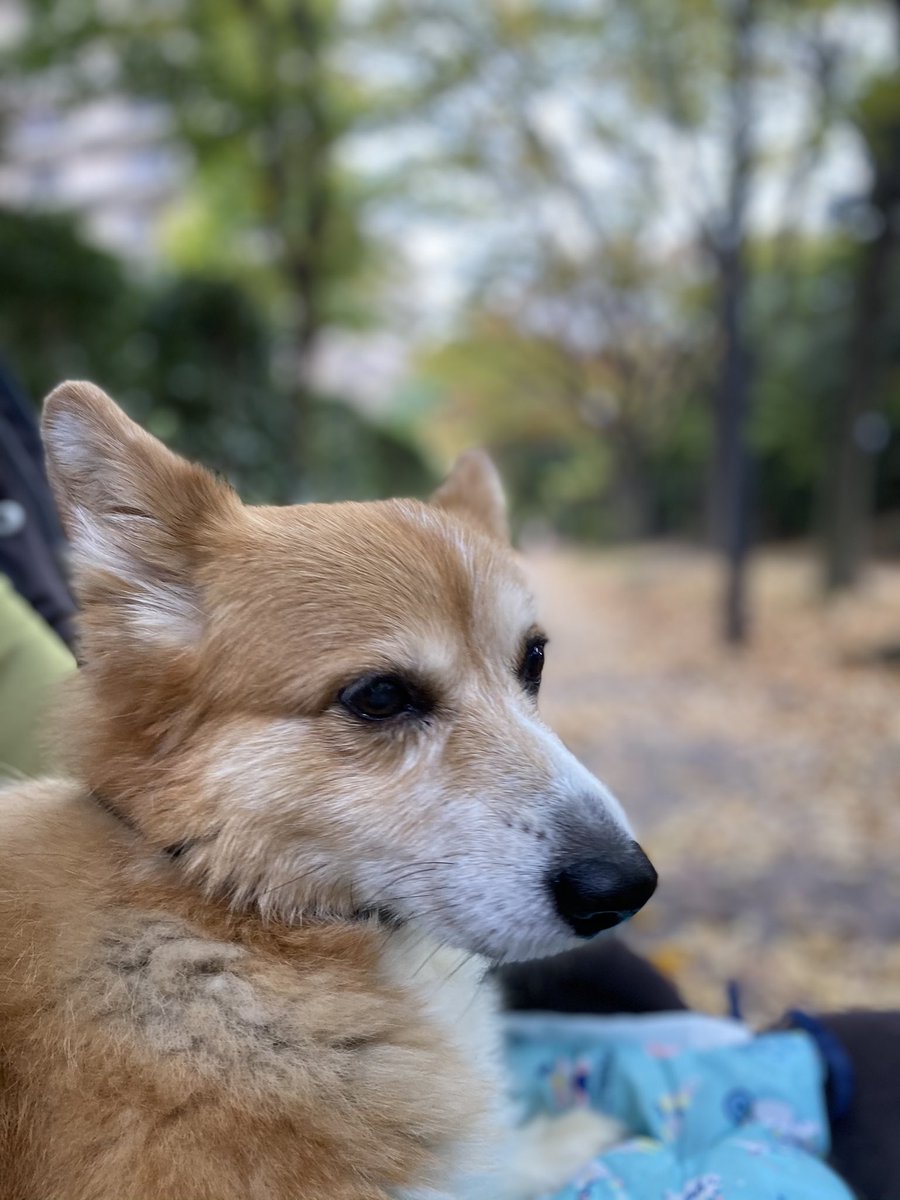 老犬かわいい
