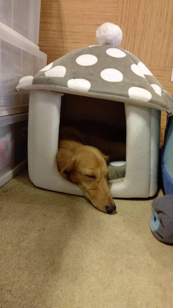Hogoken Cafe 印西店 まこもちゃんもぷっちゃんも おうちを上手に使いこなしてます ふたりとも少しびびりなので ふれあいの際は そーっとなでてあげてください 里親募集 まこも ミニチュアダックスフント 6歳の女の子 ぷっちゃん Hogoken Cafe 印西店 まこもちゃんもぷっちゃんも おうちを上手に使いこなしてます ふたりとも少しびびりなので ふれあいの際は そーっとなでてあげてください 里親募集 まこも ミニチュアダックスフント 6歳の女の子 ぷっちゃん