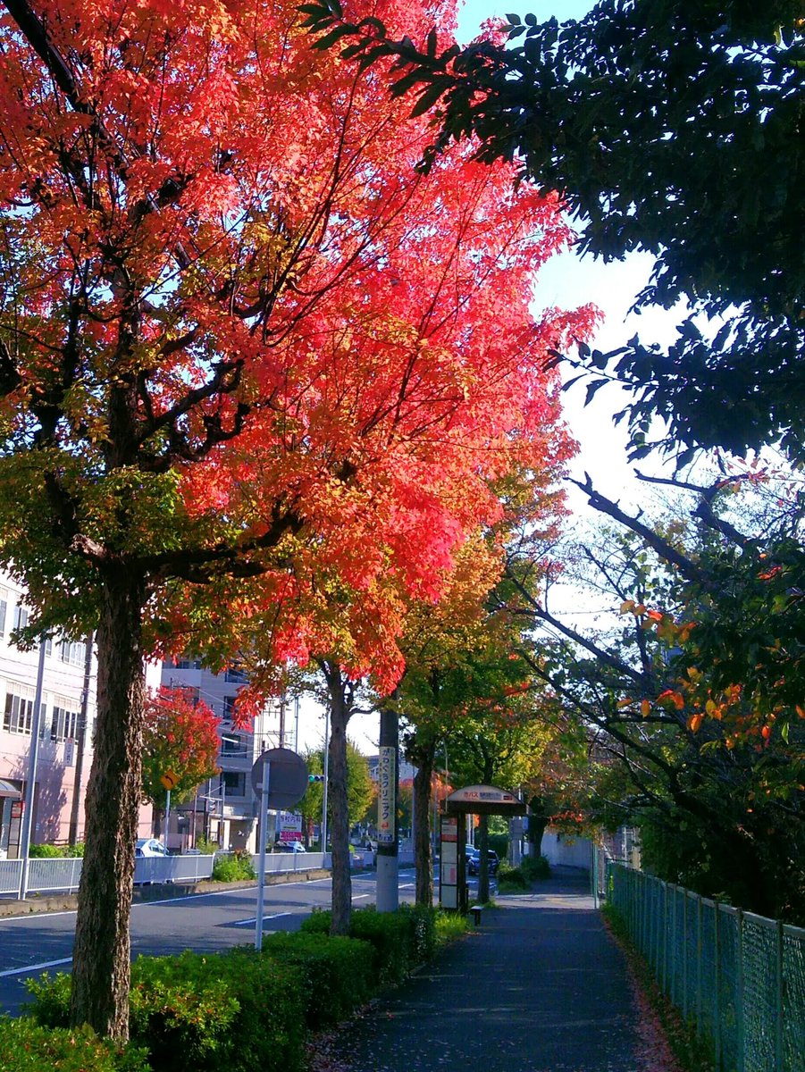 DidierJapon's tweet photo. Leaves change color in the autumn... 🍃🍂🍁
#ナンキンハゼ
#ChineseTallowTree https://t.co/bZLpFpBx6Z