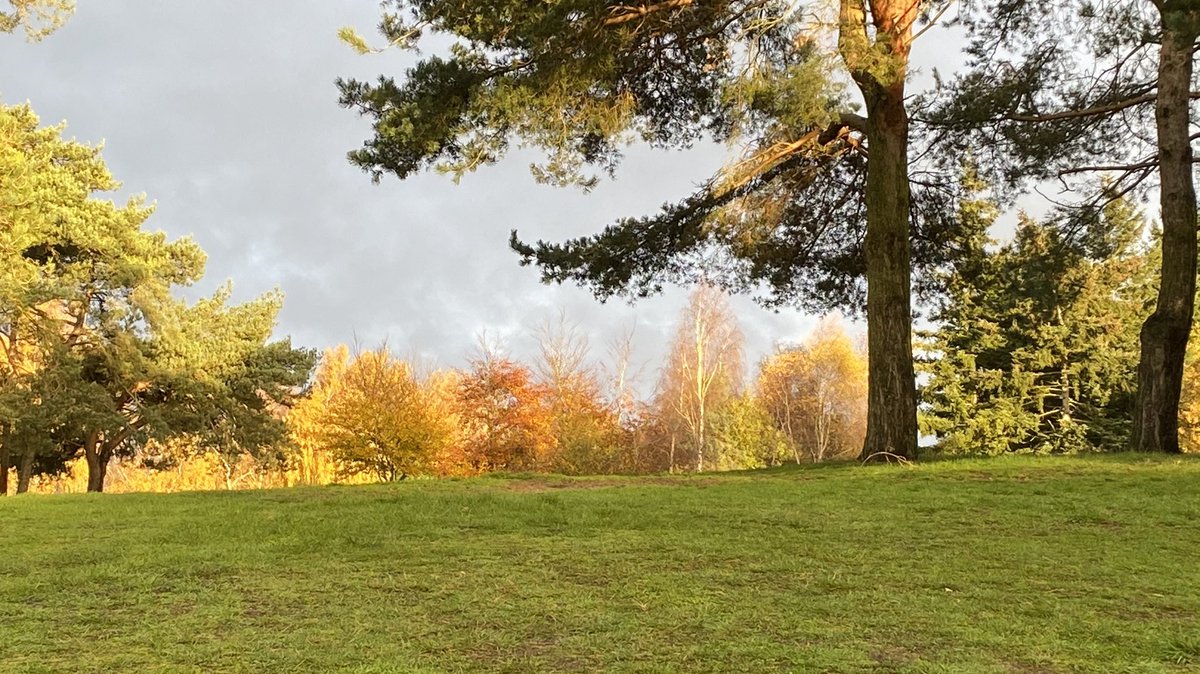 Another lovely autumn morning @EatonGolf #norfolkautumn #autumn #prettytrees