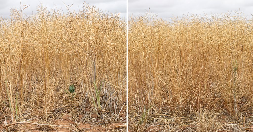 Wheat &amp; canola offer growers some really practical options to improve crop competition against weeds. With <a href="/theGRDC/">GRDC</a> investment, researchers at <a href="/UniofAdelaide/">Uni of Adelaide</a> have led a study to identify the agronomic factors that promote strong early crop growth - buff.ly/3p1yiDU