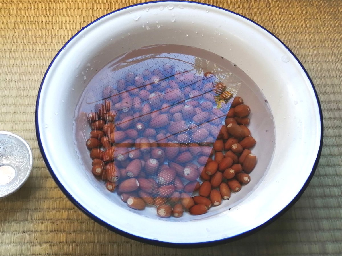 アオキ カズコ 昨日 どんぐりごはんを炊いてみました マテバシイのどんぐりなのですが味の薄い栗といった感じかな 殻をむくのが手間かもです 歩道橋の上に張り出した枝からたくさんどんぐりが落ちてまして 土には帰れない様子なので 拾わせて アオキ カズコ 昨日 どんぐりごはんを炊いてみました マテバシイのどんぐりなのですが味の薄い栗といった感じかな 殻をむくのが手間かもです 歩道橋の上に張り出した枝からたくさんどんぐりが落ちてまして 土には帰れない様子なので 拾わせて