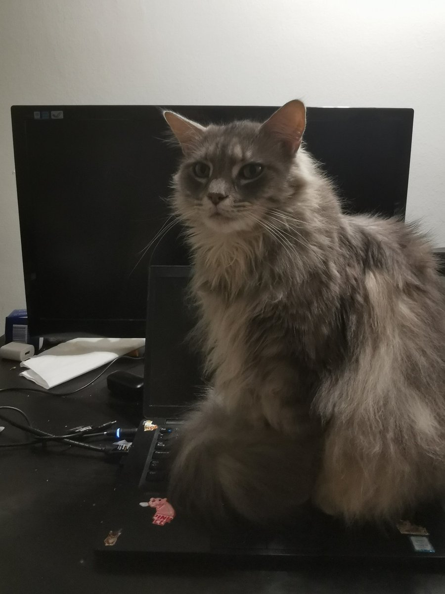 So much for working from home...

#wfh #wfhlife #catlife #catlover #cats #cat #catonkeyboard #catsonkeyboards #catoftheday #catoncomputer #catonlaptop #sleepycat #longhaircat #domesticlonghaircat #domesticlonghair #sillycat #sassycat #furrychildren #furrychild #CatsOfTwitter