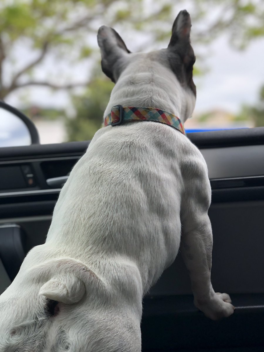 ironrunner's tweet image. She was chonky, now she’s swoll #beforeandafter