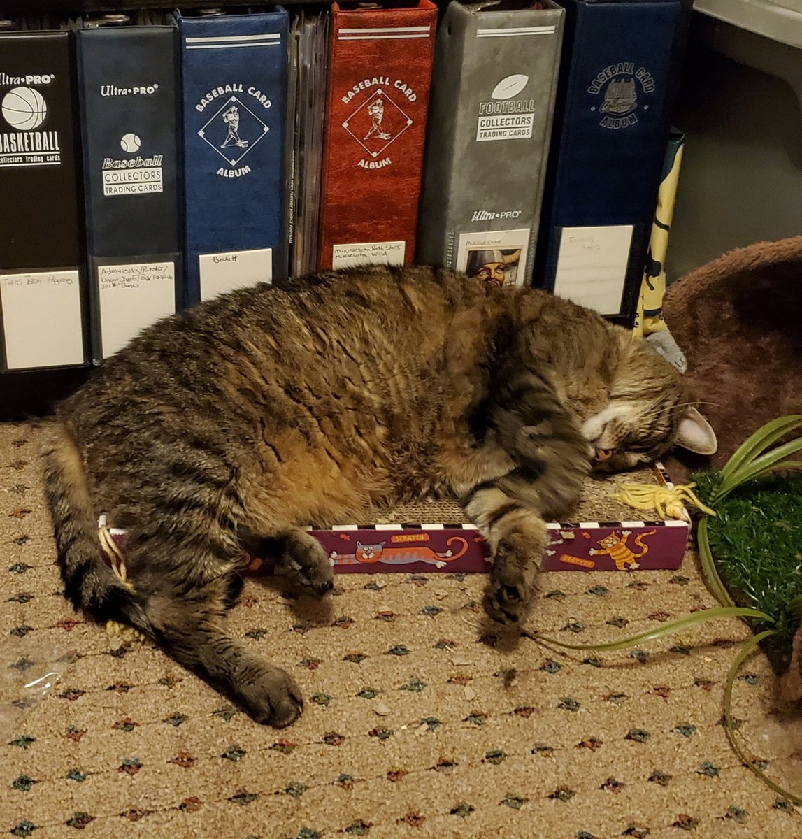 Another__Castle's tweet photo. My boy #MrLinus is so sleepy https://t.co/6hNrYGeXvK