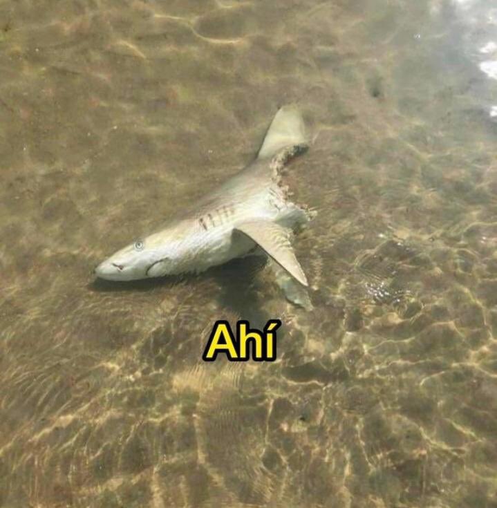 Cuando me preguntan por cómo va esta semana: