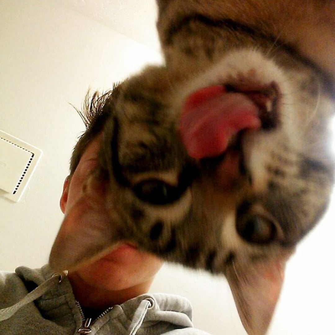 Thelastmeow1's tweet photo. Cats Photobomb

#FunnyCats #funnycatsofinstagram #funnycatstoday #funnycatsvideo #funnycatselfie  #funnycatsmoscow #funnycatspics #funnycatsshop #funnycatstory #funnycatsvideos #funnycatshirt #photooftheday #photobomb #photobombed #photobomber  #catsofinstgram https://t.co/v8Ld1J7tAD
