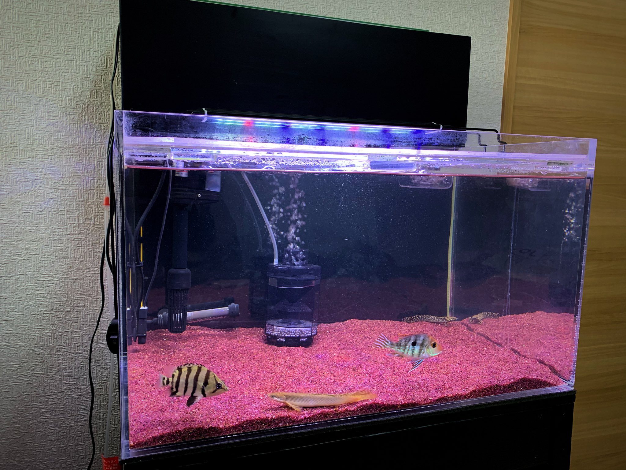 Uzivatel Taka 2 3 Na Twitteru お引越し完了 アクアリウム 熱帯魚 水槽 癒し お引越し T Co 7u5j0c0alv Twitter