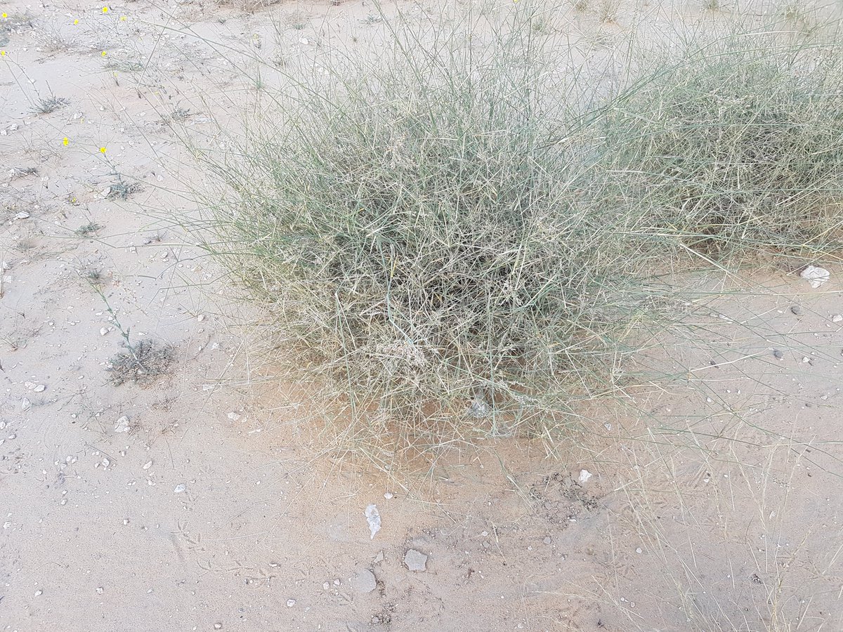 Bank1Seeds's tweet photo. ثمام
( دائم) رعوي
من نباتات الجزيرة العربية الجميلة
عدد البذور (  100  )تقريبا
جودة البذور ؟؟
البذور مختلط معها شوائب
لطلب البذور مراسلتنا ( رسائل خاصة ) على
https://t.co/UbCJZl7Sfg

شكرا لأصحاب الصور

ملاحظة التغريدات في الأسفل لإضافة معلومات عن النبات و تجارب المهتمين في زراعته https://t.co/BUtpHAFuCo