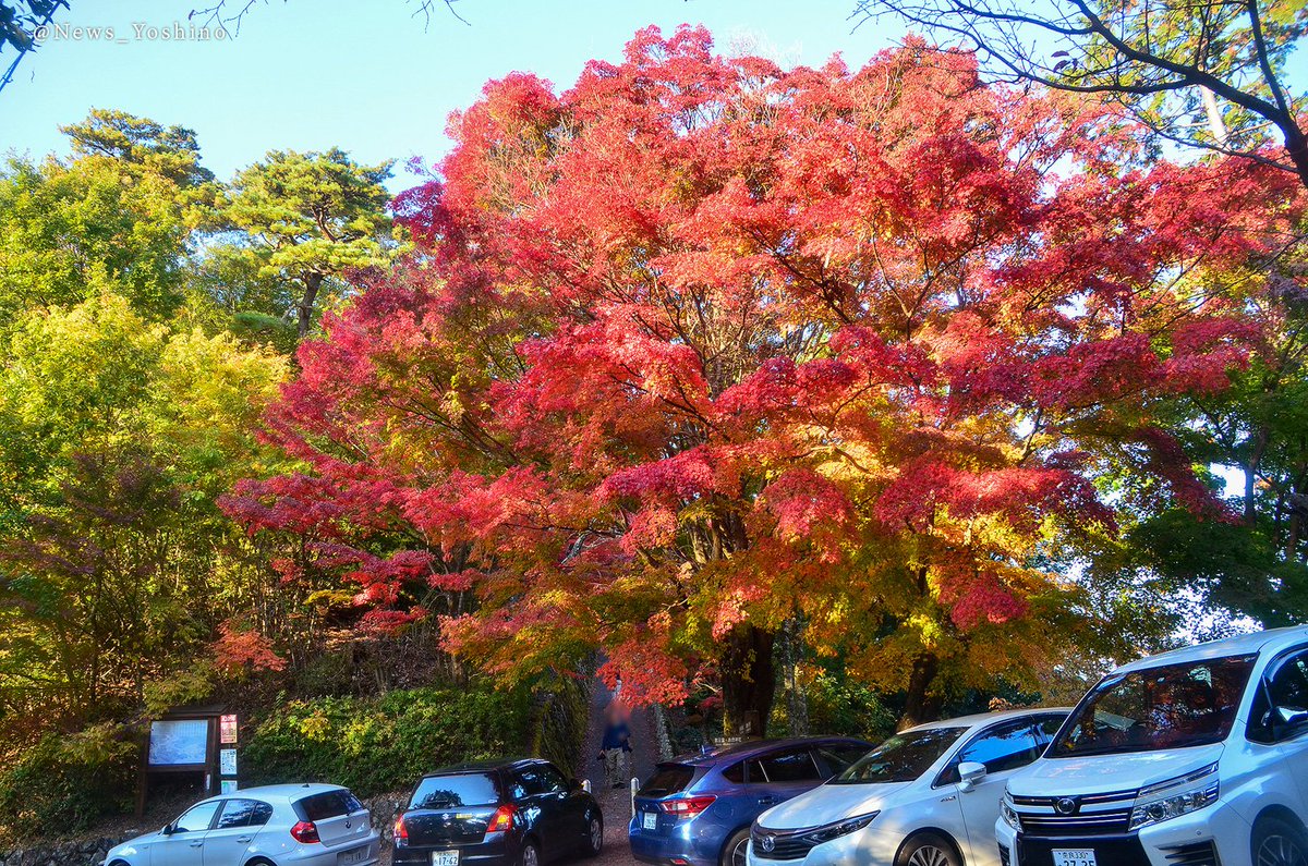 吉野山最新情報 吉野山モミジの紅葉状況 11 12 木 時点 西行庵周辺 間もなく見頃 高城山展望台 見頃 上千本 半分以上の色付き 吉水神社 間もなく見頃 蔵王堂周辺 間もなく見頃 下千本p付近 半分程の色付き 吉野神宮 半分程の色付き 吉野