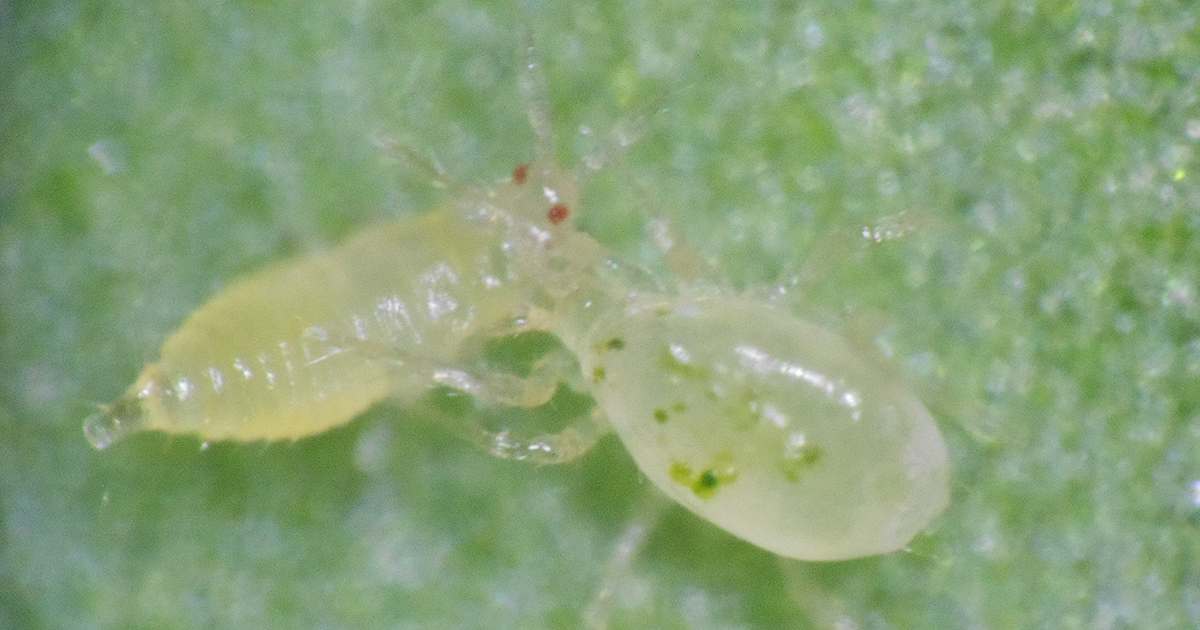 biobest_global's tweet photo. #ThursdayTrivia How do predatory mites find their prey?
A. Their eyes can detect prey
B. Sensory organs on mainly located on the first pair of legs
C. A nose-like structure to smell the preys
Share your answer in the comments ๐
#trivia #quiztime #predatorymite #biobestgroup https://t.co/MQvOeVCT79