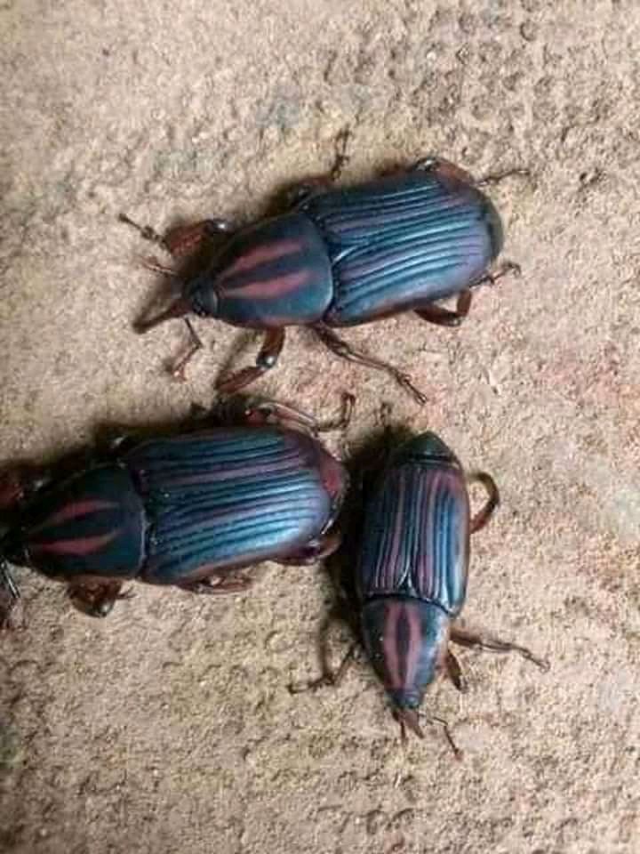 Since today is Thursday, let's do a throwback of native delicacies and how we ate them then.Thread...