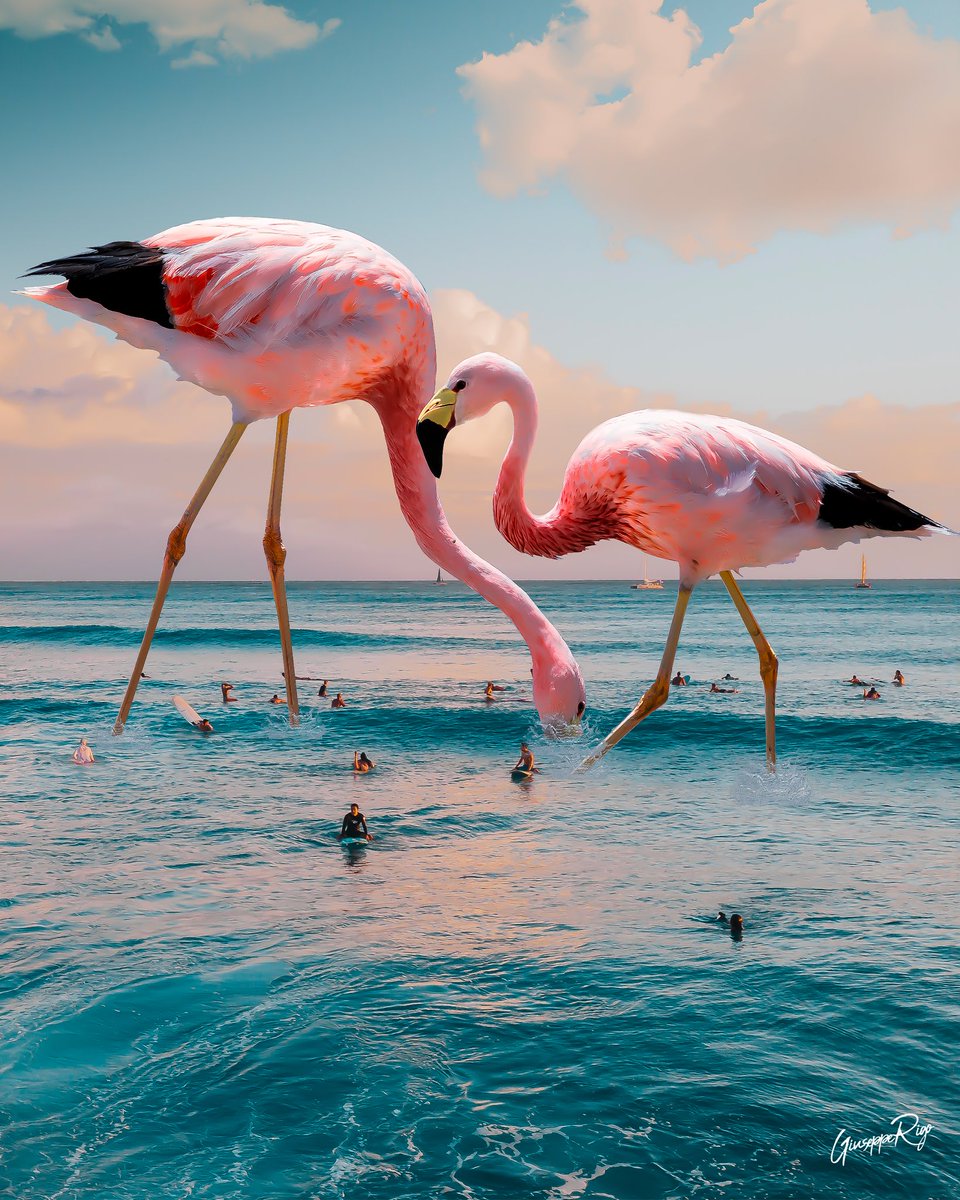 Playa Flamingo

stock photo from @unsplash , @pexels, Artwork by me!

#art #digitalart #launchdsigns #devientart #InfiniteArtDesign #drawing #painting #artist #digitalartist #artstation #edit_grams #thecreativers #fxcreatives #beyondsurreal #discoveredit #thegraphicspr0ject