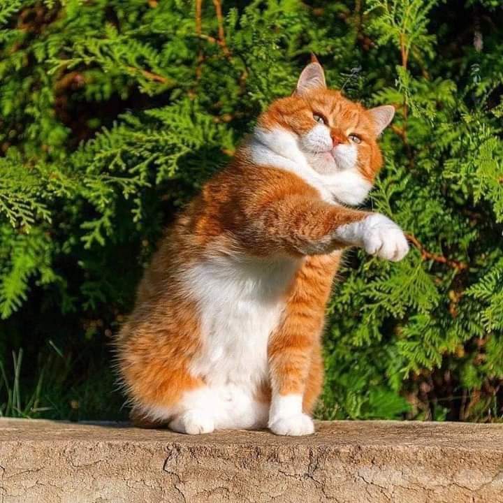 MirandaGamal's tweet image. 