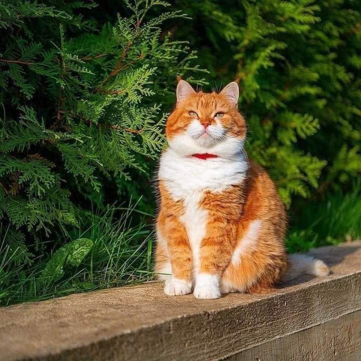 MirandaGamal's tweet image. 