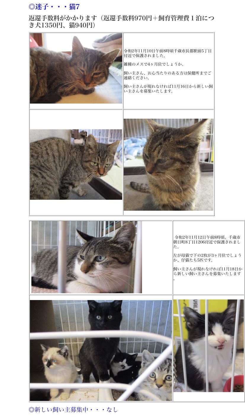 北海道 保健所 里親募集 千歳保健所さん 迷い猫 迷子組が増えました 元の飼い主さんが見つからなければ順次里親さん募集組に移るそうです 拡散希望 保健所 北海道 迷い猫 千歳 T Co 7kutm7k2hp 北海道 保健所 里親募集 千歳保健所さん 迷い猫 迷子組が増えました 元の飼い主さんが見つからなければ順次里親さん募集組に移るそうです 拡散希望 保健所 北海道 迷い猫 千歳 T Co 7kutm7k2hp